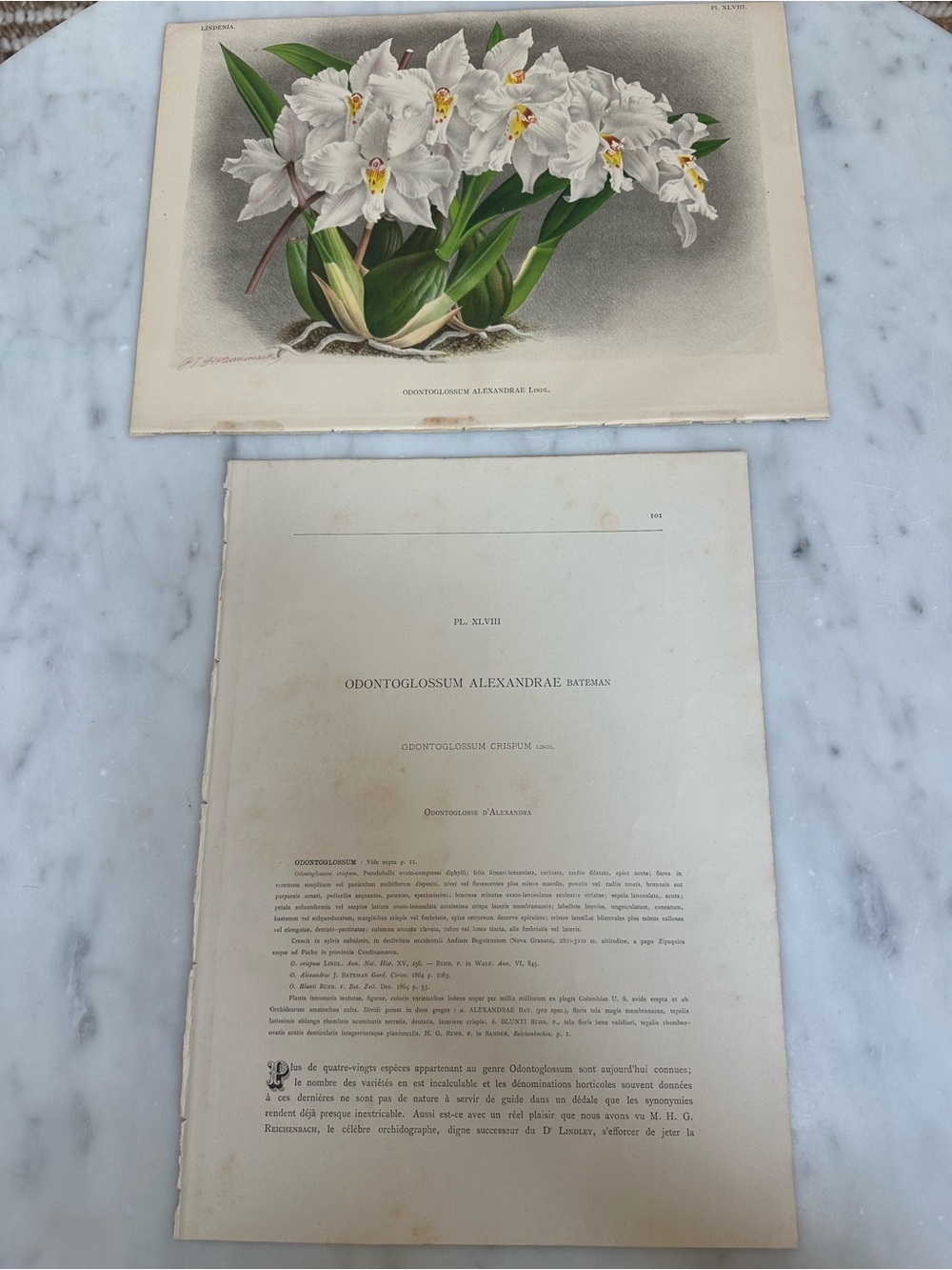 1885 Lindenia chromolithograph Natural History Orchids